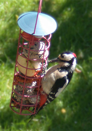 woodpecker