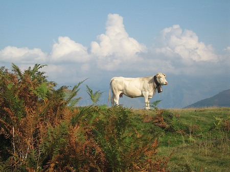 Pyrenean cow