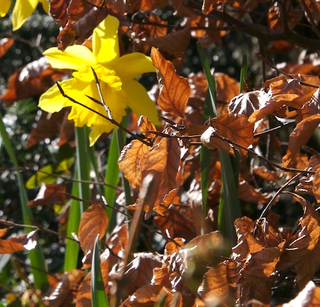 Leaves and daffodils