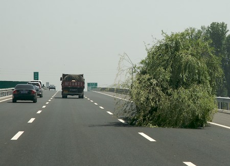 Travelling tree