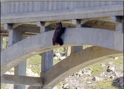 Bear on bridge