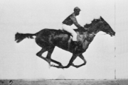 Muybridge Stanford racehorse