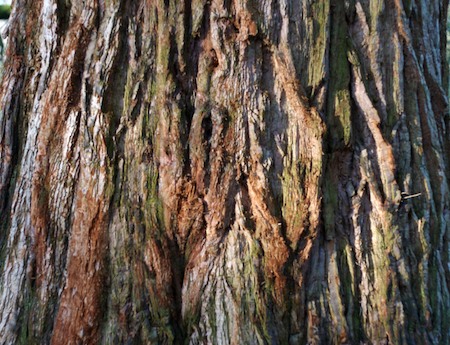 Tree at Wakehurst Place