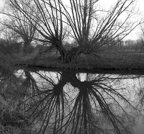 Grantchester tree