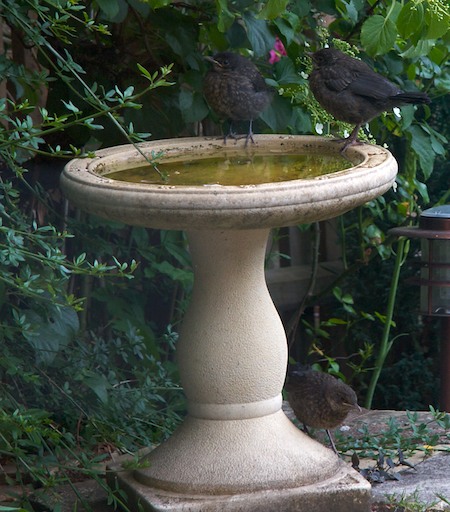 Blackbirdlets