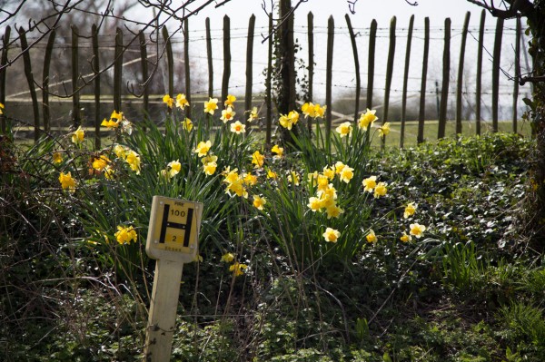 daffodils by a water hydrant