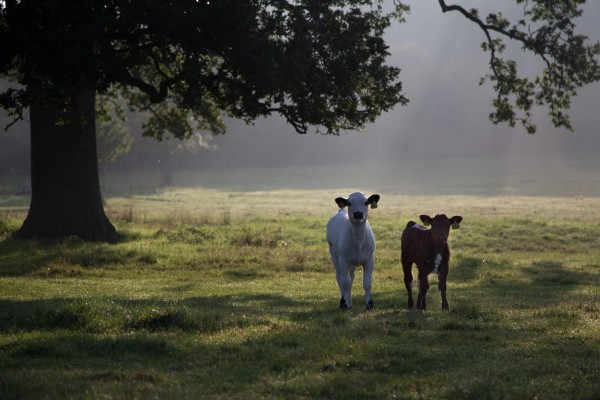 Calves at WImpole Hall