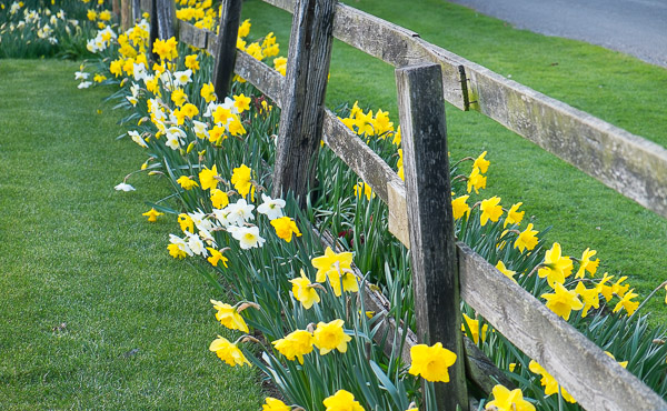 daffodils