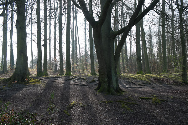 light through trees