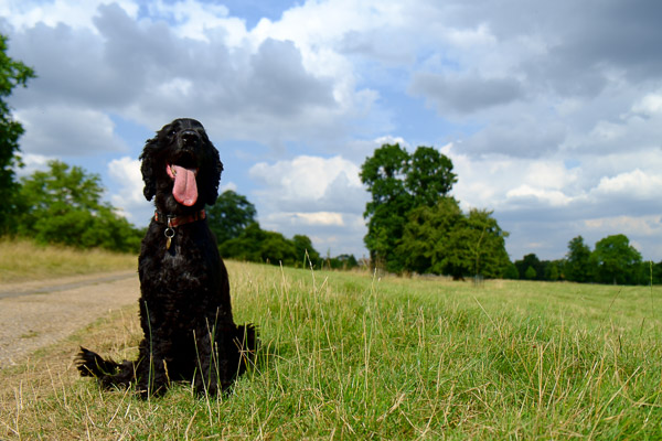 Tilly at Wimpole Hall