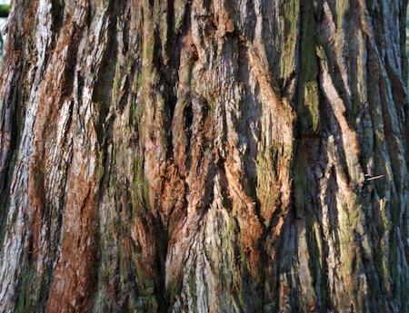 Tree at Wakehurst Place