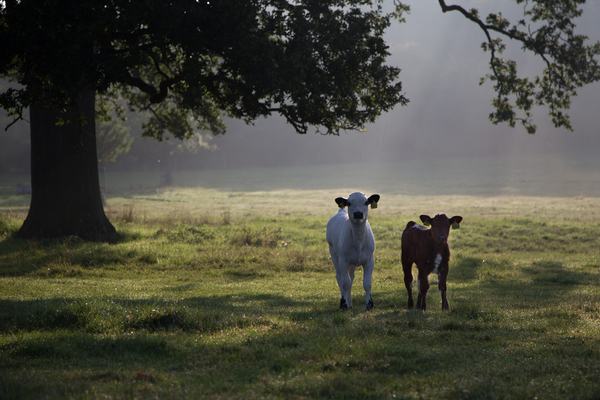 Calves at WImpole Hall