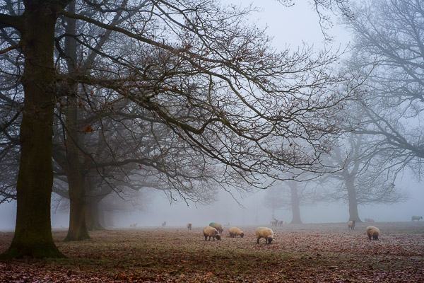 2015-01-04_08-53-29-60-Edit-600