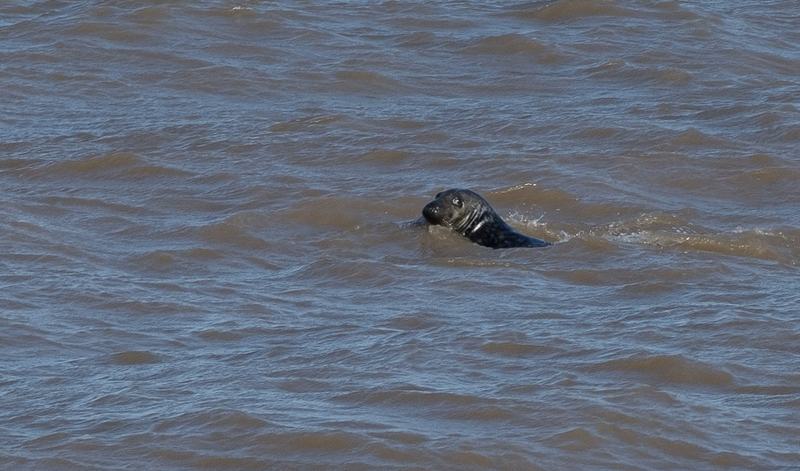 Seal at Scratby Beach