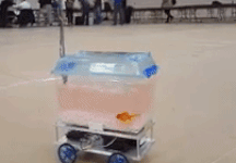 Motorised goldbish bowl